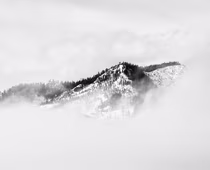 {{ self.title }}